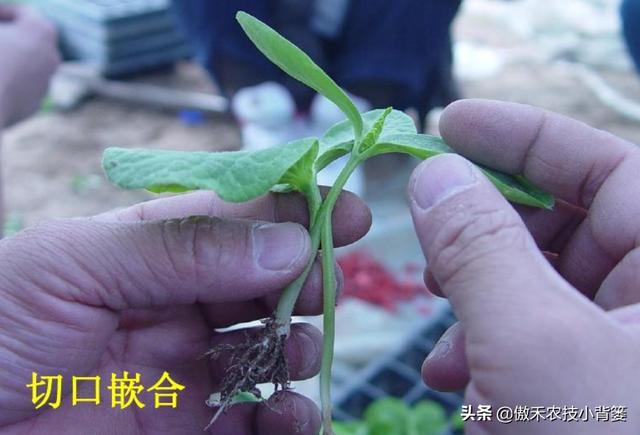 黄瓜苗期巧嫁接，轻松解决产量低、品质差、病害多等种植难题10