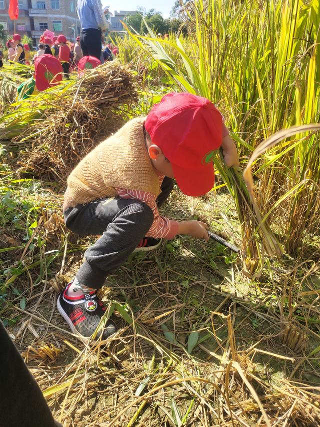 幼儿园的割水稻能手