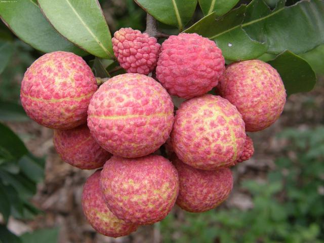 中国十大荔枝品种(中国十大荔枝品种排名图片)-锐牛沃德讯息网