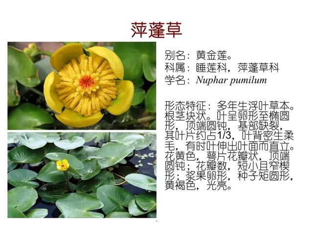 水生植物种类 水生植物种类（水生植物100种） 生活