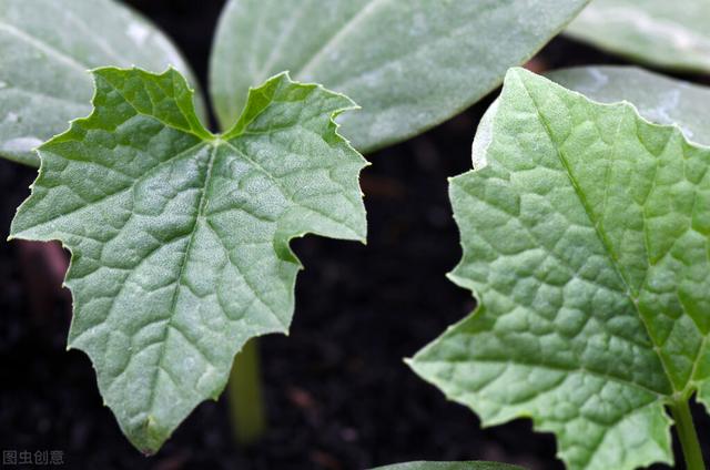 对身体有益的6种超级食物
