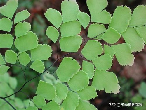 铁线蕨怎么养 铁线蕨怎么养（铁线蕨的摆放禁忌） 生活