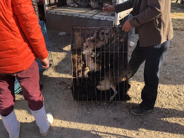 陨石边境牧羊犬价格