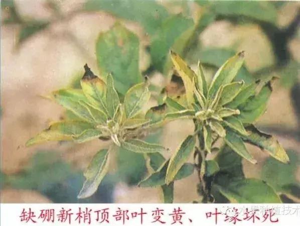 图文详解：苹果树常见8种缺素症表现+防治11