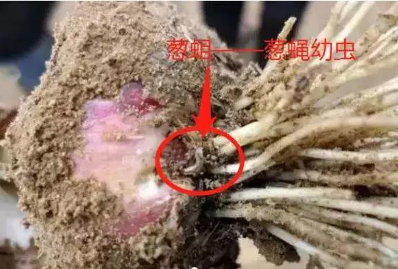 蔬菜萎蔫原因及防治措施12