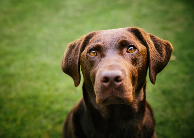 拉布拉多猎犬