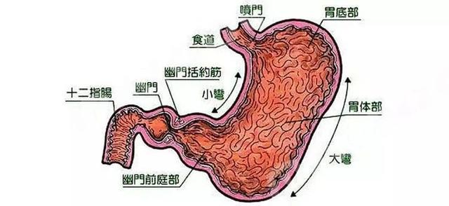 胃大怎么办