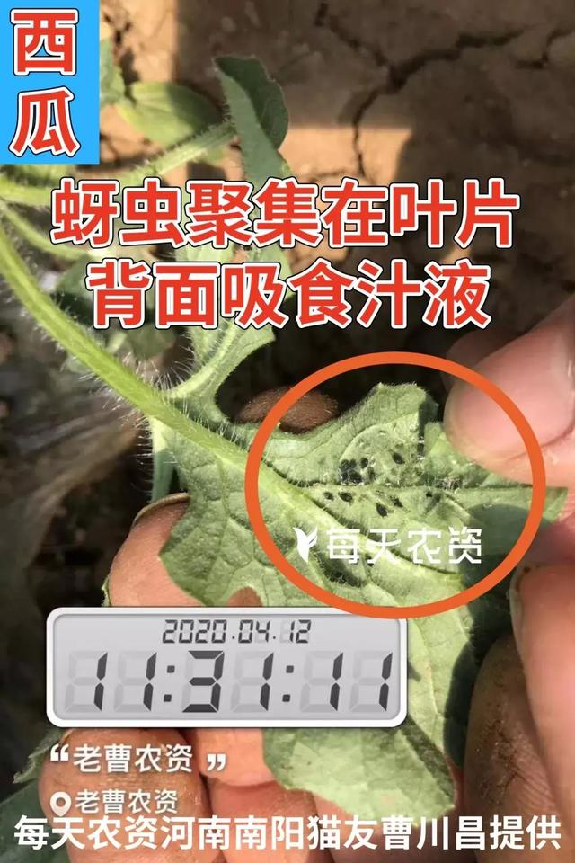 注意！近期蚜虫发生增多！手把手教你防治蚜虫——5