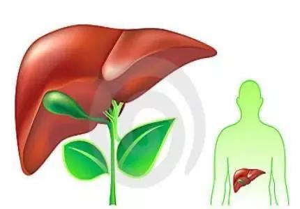 饮酒伤肝？熬夜伤肝？肝脏受伤如何预警？