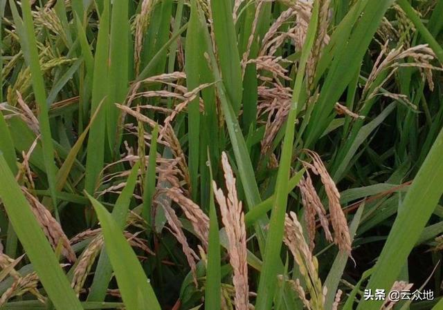 三环唑是预防水稻稻瘟病的特效药，使用30多年仍有优越的防效