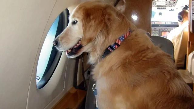 北京犬证