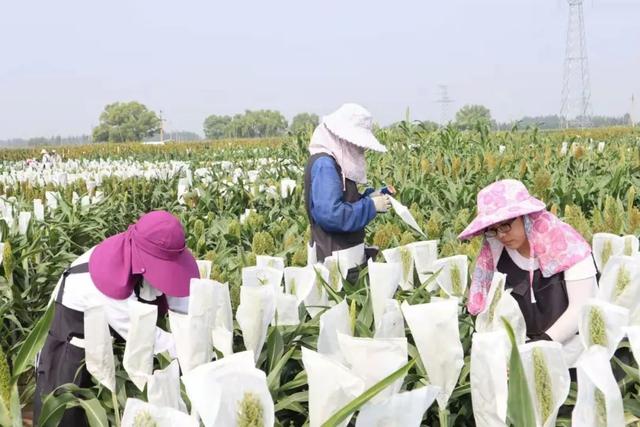 山西农业大学获批建设“科创中国”“一带一路”国际高粱产业科技创新院