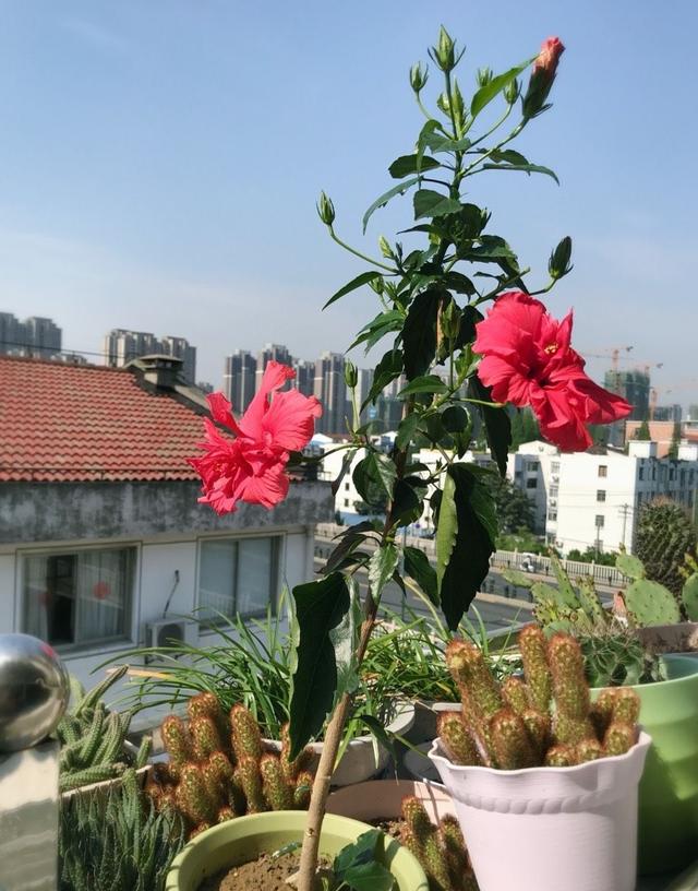 扶桑花怎么养