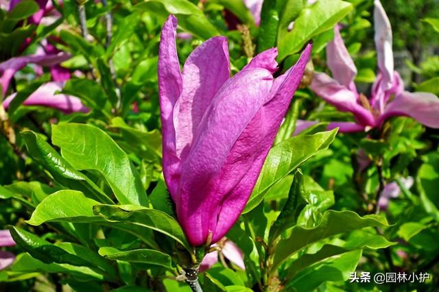 玉兰花什么时候开 玉兰花什么时候开（玉兰花一年开几次花） 生活