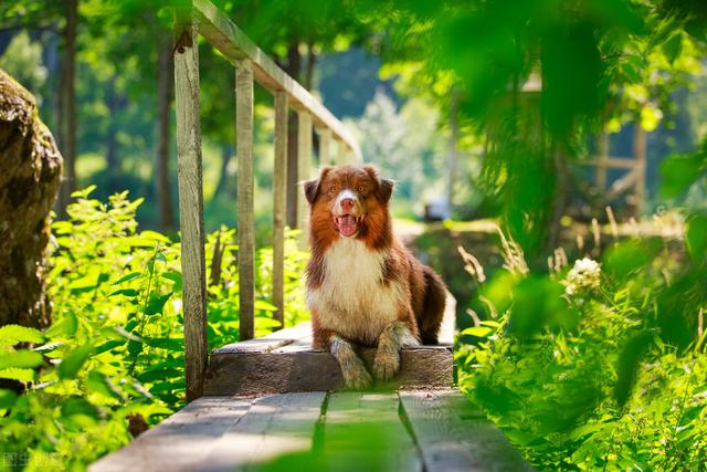 中型犬