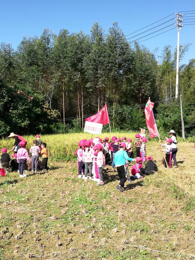 幼儿园的割水稻能手