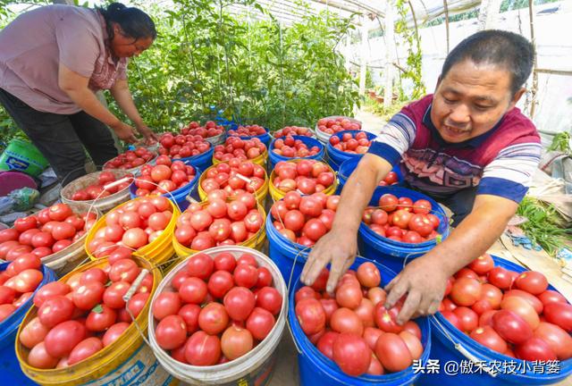 植物生长调节剂种类多、差异大，农民要学会挑选和使用的正确方法6