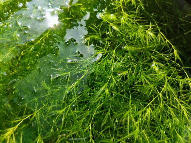 竹节草竹节草水草