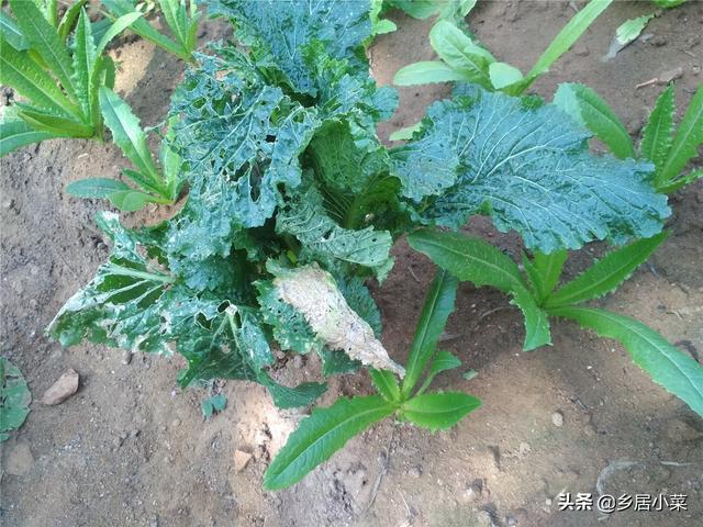 油麦菜细茎中空、抽薹？通过加强土壤间作套种等管理，延长采收期13