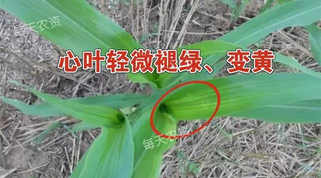 除草高峰期——烟嘧磺隆“4大要点”总结4