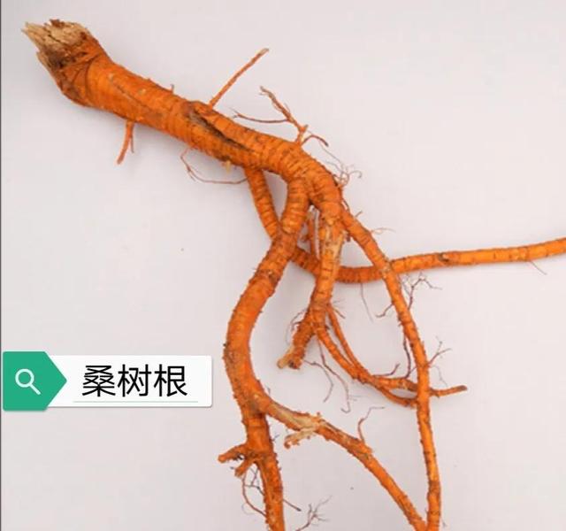 中药古今研究：桑白皮