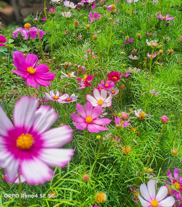 7种花适合孩子养，随便插土里就能活，孩子成就感满满