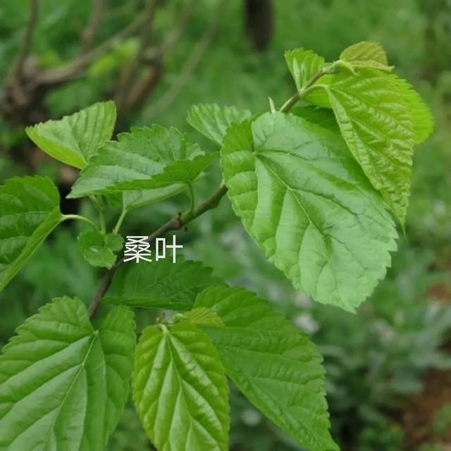 中药古今研究：桑白皮