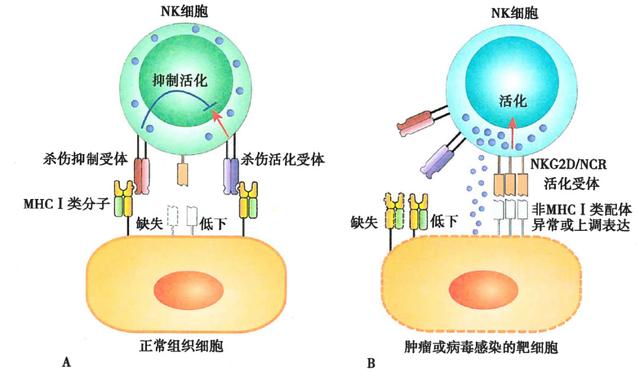 起底nk细胞疗法 先进疗法or 炒作噱头 全网搜