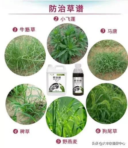 草铵膦除草竟有这么多门道？这样用药最高效！你用对了吗？3