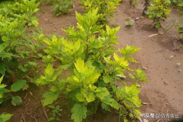 中药材菊花发黄的4种原因，农民朋友需对症下药，才能轻松应对3