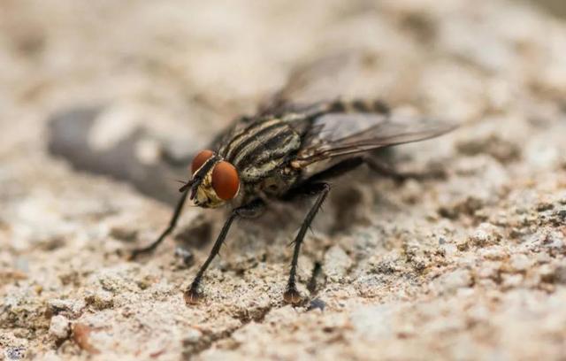 快速消灭苍蝇的方法（屋里苍蝇多怎么办）