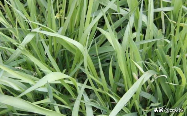 "毒麦"是什么麦?混入麦田的有毒杂草,发生了一定要根除!