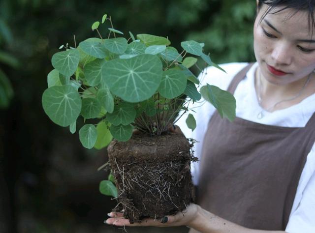 耐阴植物