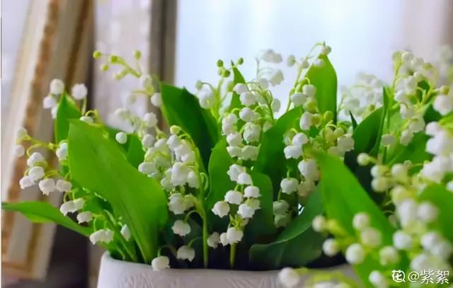 铃兰花 铃兰花，铃兰花语 生活