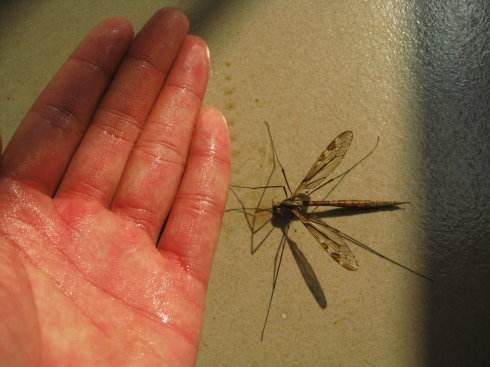 要说到现存世界上体型最大的蚊子,那肯定非华丽巨蚊莫属了,它主要生活