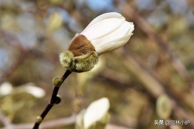 白玉兰花语