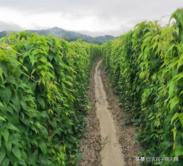 山药根系大量变黄变黑？选对土壤是关键，施肥要做到一足一巧施4