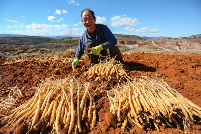 抗衰老的中药（二十一）