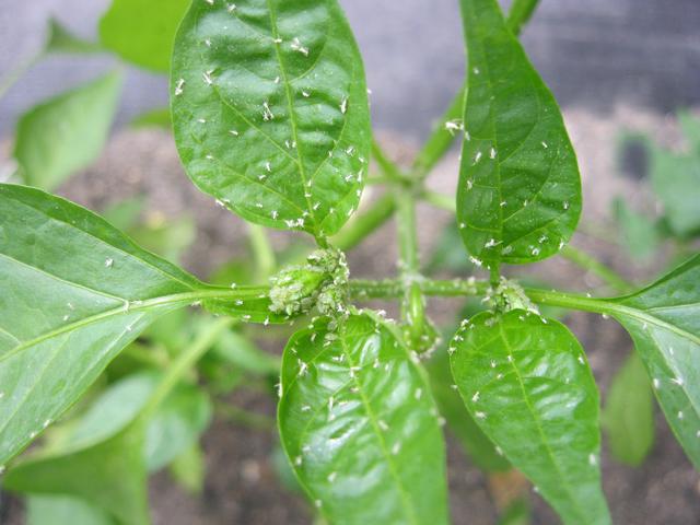 蚜虫是最具破坏性的害虫之一！一起来看一看辣椒长蚜虫怎么办吧！