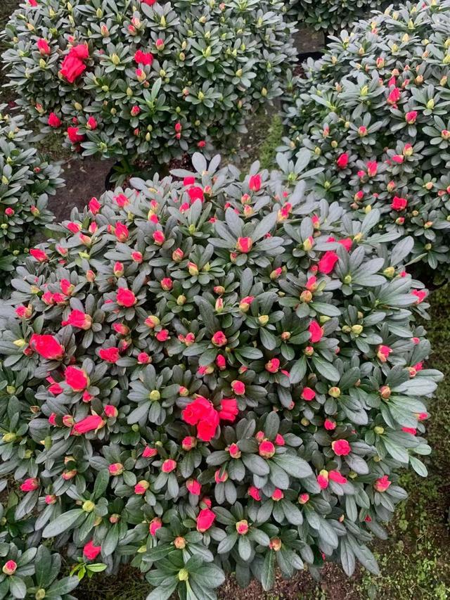 杜鹃花图片 杜鹃花图片（杜鹃花图片大全） 生活