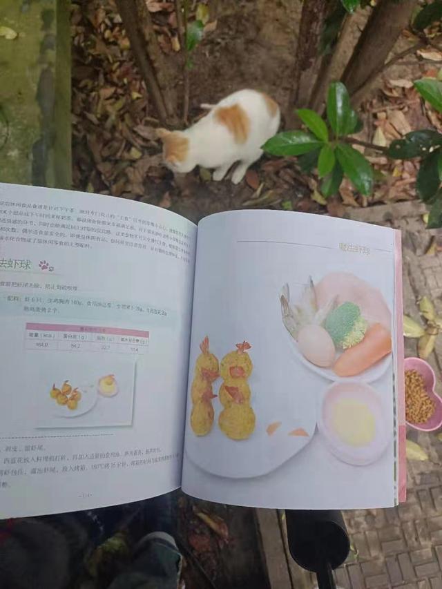 小猫回家