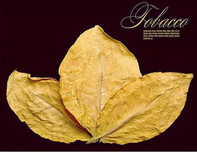 烟草行业变动，将迎来新的烟草头目？烟草价格或将变化？