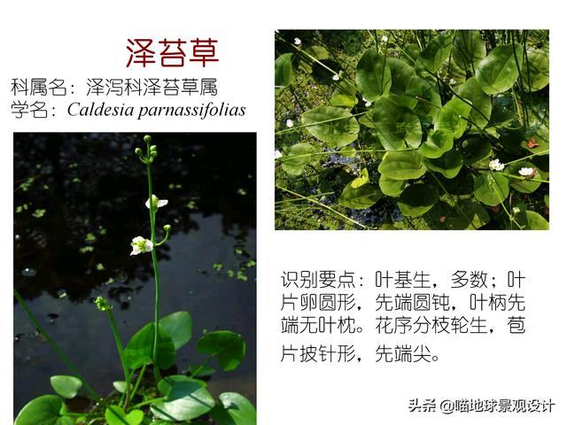 常见水生植物 常见水生植物（珠江口常见水生植物） 生活