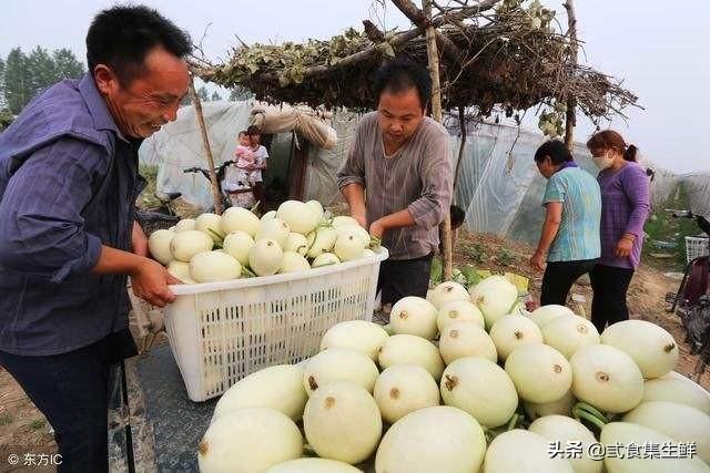 老农告诉你甜瓜坐果后如何管理