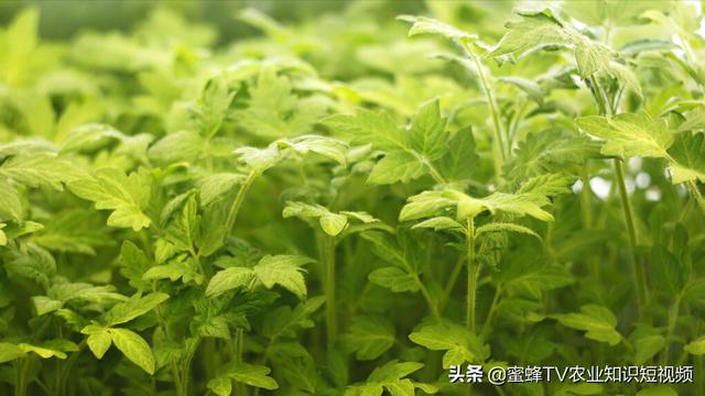 如何避免番茄旺长？这里总结出6个方法，很实用