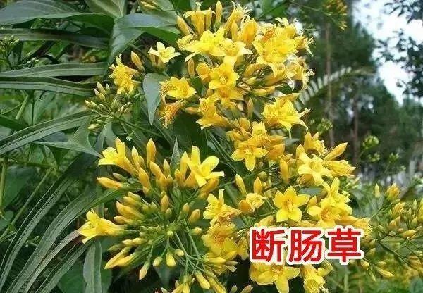 什么花有毒