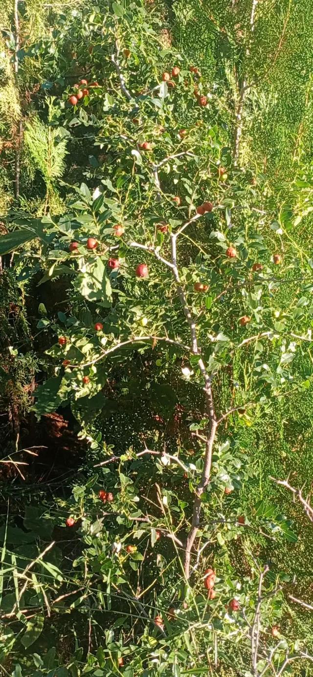 中秋登山摘酸枣