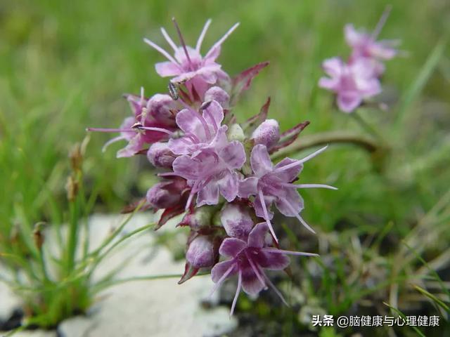 薰衣草精油排行榜