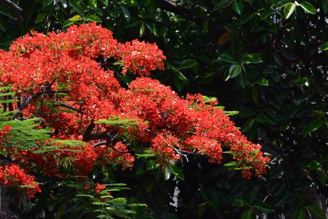 红花楹 红花楹（红华樱花） 生活