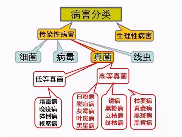 蔬菜真菌、细菌、病毒、生理性病害如何区分和防治